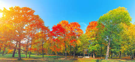 Autumn forest landscape. Gold color tree, red orange foliage in fall park. Nature change scene. Yellow wood in scenic scenery. Sun in blue sky. Panorama of a sunny day, wide banner, panoramic view.の写真素材