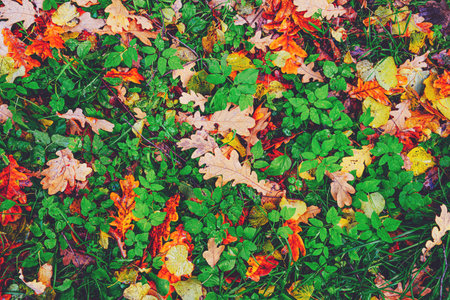 Yellow, orange red brown september autumn leaves on ground in beautiful fall park. Fallen golden autumn oak leaf on green dry garden grass. October day landscape background. Top view close up flatlay.の写真素材