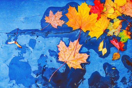 Yellow orange red brown autumn tree leaves on blue concrete road puddle. Fallen dry golden maple...