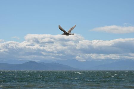 the gullの写真素材