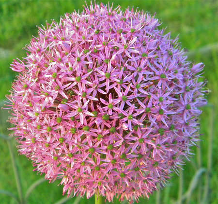 Purple Ballの写真素材