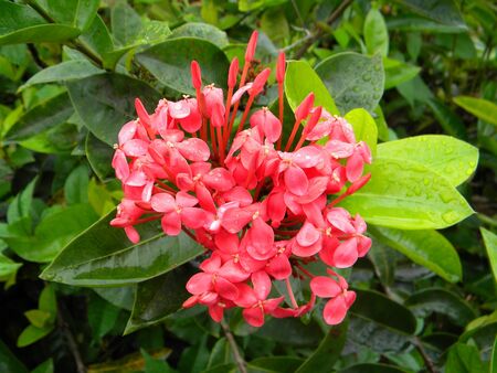 NaNa bloomsの写真素材