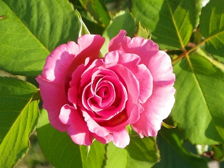 Pink Roseの写真素材