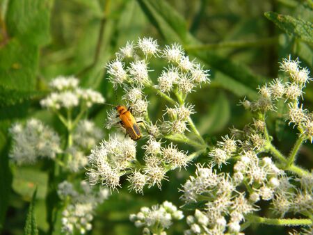 While flower beetleの写真素材