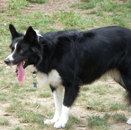 Alert Shepherdの写真素材