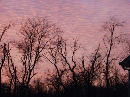 Trees in sundownの写真素材