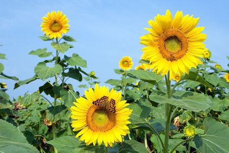 A field of sunflowers with an orange butterfly on the blossom in the foregroundの写真素材