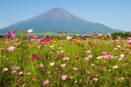 A field of cosmos with Mount Fuji in the background.の写真素材