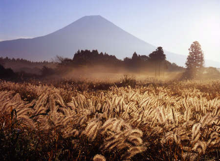 Mount Fuji in Fall with foxtail grass in the foregroundの写真素材