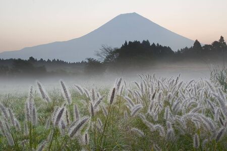 A misty morning with Foxtail Grass and Mount Fujiの写真素材