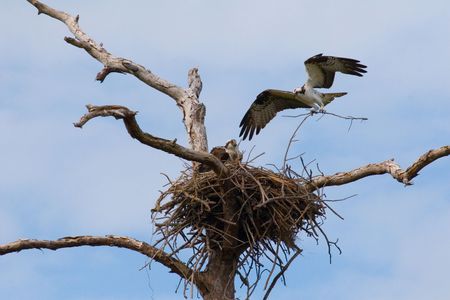 An Osprey in midflight bringing materials for building its nestの写真素材