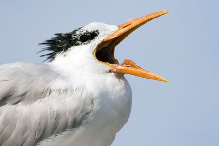 A Royal Tern performing on the beach in Central Floridaの写真素材