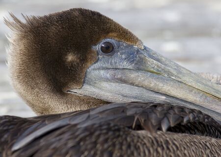 Portrait of a Pelican sitting on a dock in Central Floridaの写真素材