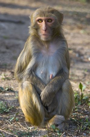 A wild monkey in Jiangsu Provence, Chinaの写真素材