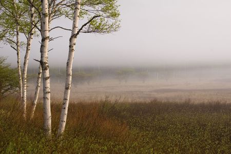 Birch trees at the edge of a misty meadow in Nikko, Japanの写真素材