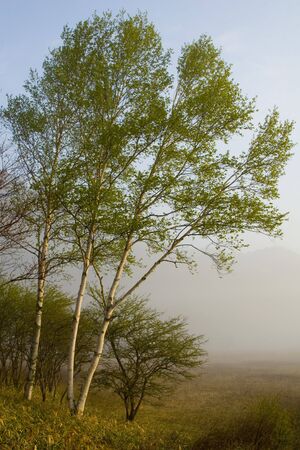 Birch trees at the edge of a misty meadow in Nikko, Japanの写真素材