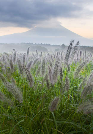 A misty morning with Foxtail Grass and Mount Fujiの写真素材