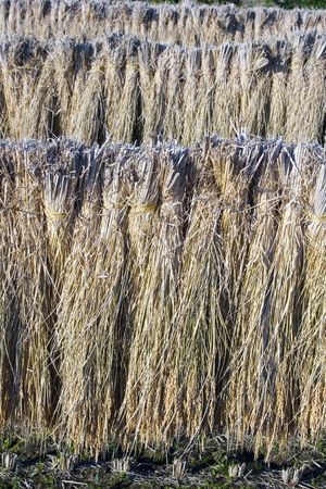 Bundles of rice hung out to dry in Japan