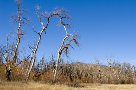 Burnt trees after a mountain fire in Southern Californiaの写真素材