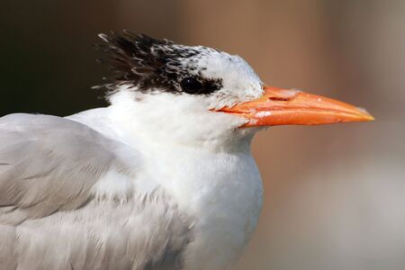 A Royal Tern perched on a dock in Central Floridaの写真素材