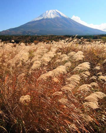 Mount Fuji with a wild field of Grass in late Fallの写真素材