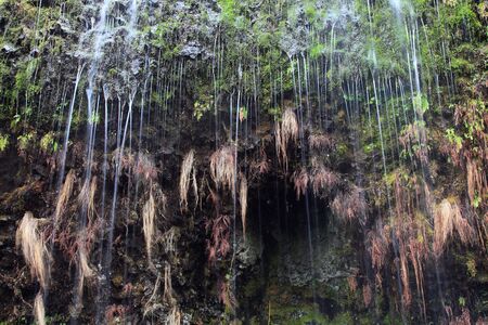 Streamlets of water leaking out from the mountainside in Oregonの写真素材