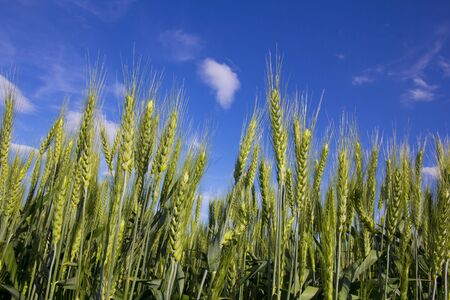 Stalks of wheat against a deep blue sky
