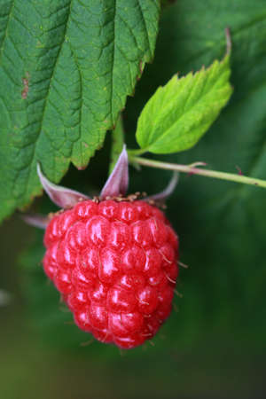 A delicious red raspberry on the vine
