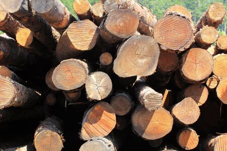 A stack of cut logs at a lumber millの写真素材