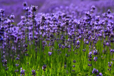 A Field of beautiful lavender blossoms in Summerの写真素材