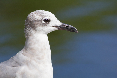 Close up shot of a juvenile Laughing Gull (Larus atricilla) in central Floridaの写真素材