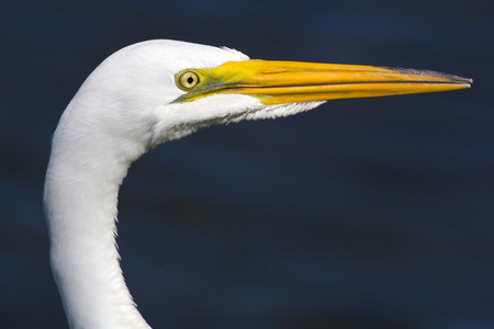 Portrait of a Great Egret (Ardea alba) near Clearwater Floridaの写真素材