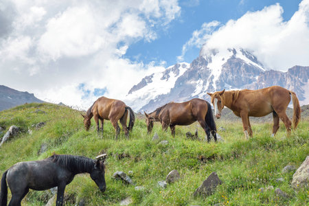 Wild horses at the fieldの写真素材