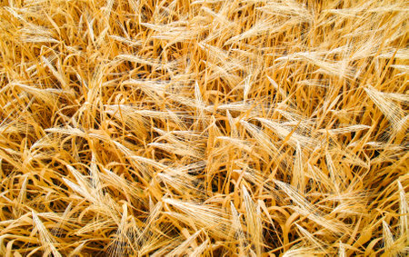 wheat fieldの写真素材