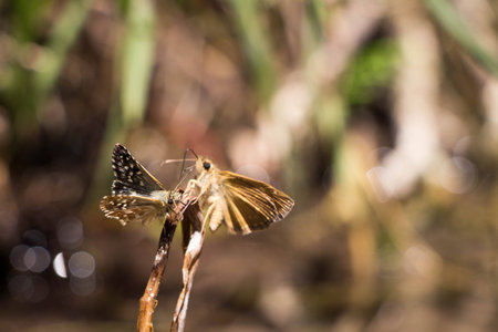 Butterfly on a branch near the waterの写真素材