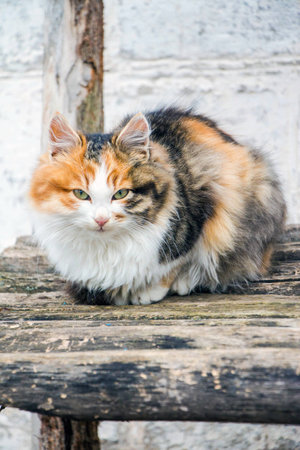 Cat on the banch in villageの写真素材