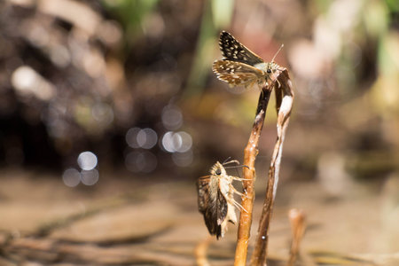 Butterfly on a branch near the waterの写真素材