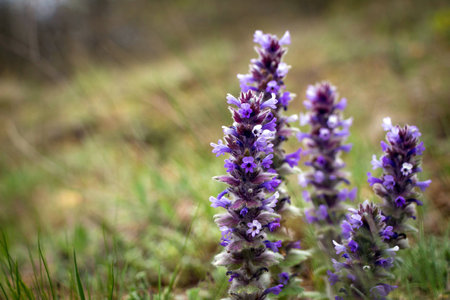 Flowers in the mountainsの写真素材