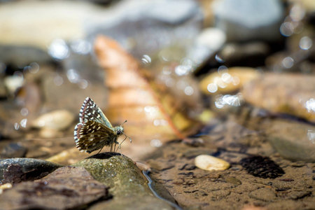 Butterfly on a branch near the waterの写真素材