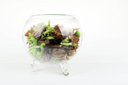 Moss and bark in a glass vaseの写真素材