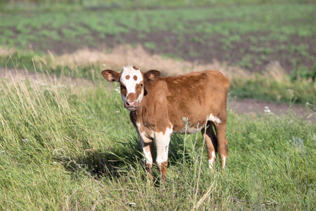 litte brown vilage cow, cow in the wildの写真素材