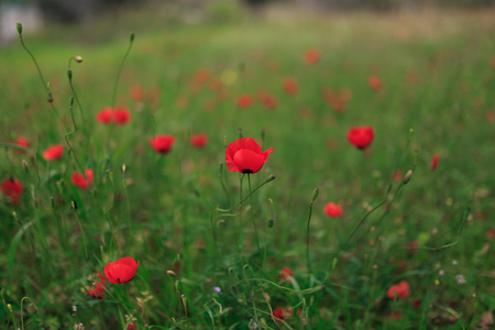 poppy field of red poppiesの写真素材