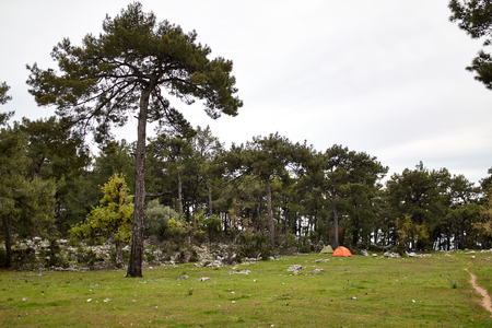 orange tent in the forestの写真素材
