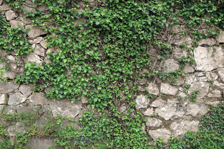 stone wall overgrown with ivyの写真素材