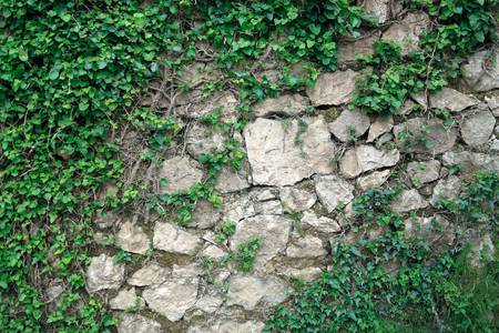stone wall overgrown with ivyの写真素材