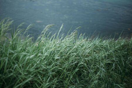 Dew on the grassの写真素材