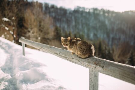 cat in the winter in the mountainsの写真素材