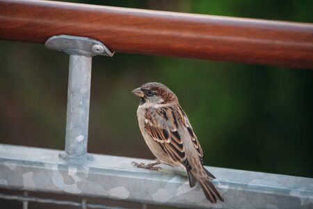 brown sparrow in the street on a green backgroundの写真素材