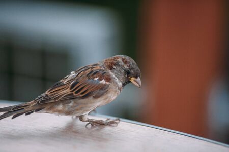brown sparrow in the street on a green backgroundの写真素材