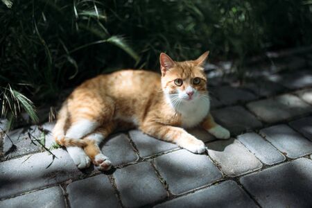 Cat on the groudn in villageの写真素材